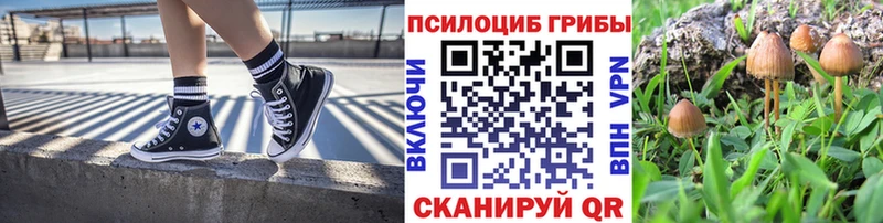 Купить  Красный Холм  Псилоцибиновые грибы Magic Shrooms 